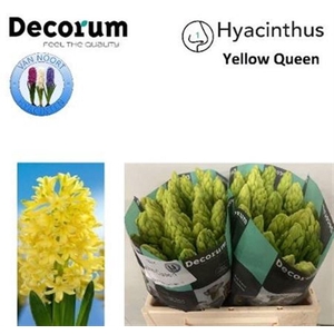 Hyac Yellow Queen