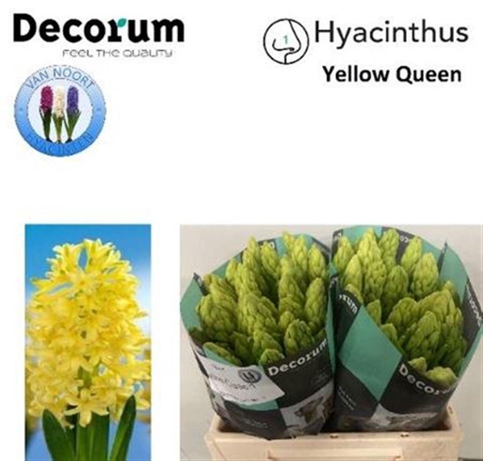 <h4>Hyac Yellow Queen</h4>