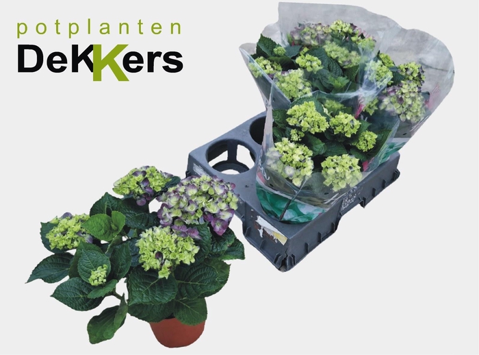 <h4>HYDR M HI RIVER</h4>