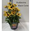 Rudb Sunbeck Ophelia