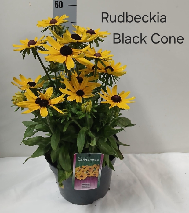 Rudb Sunbeck Ophelia