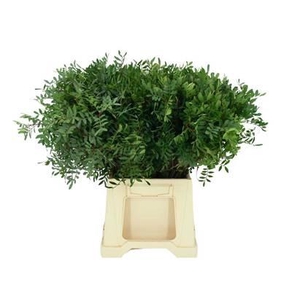 GR PISTACIA 60cm