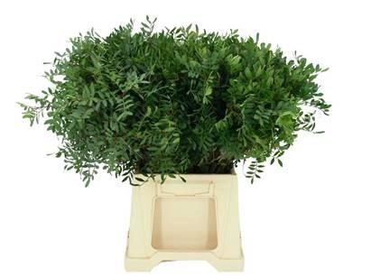 <h4>PISTACIA 40CM</h4>