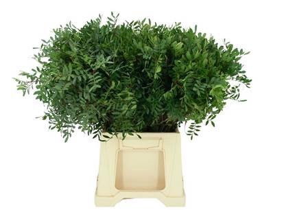 <h4>GR PISTACIA 60cm</h4>