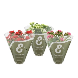 Kalanchoë 3 color mix in Essentials sleeve