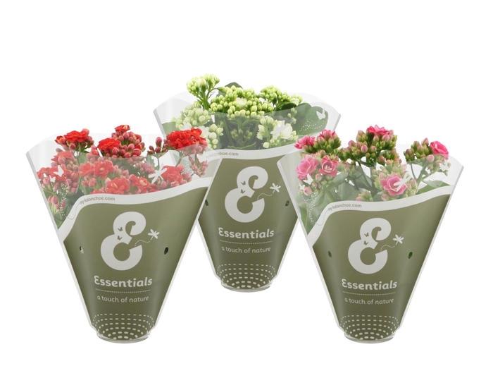 <h4>Kalanchoë 3 color mix in Essentials sleeve</h4>