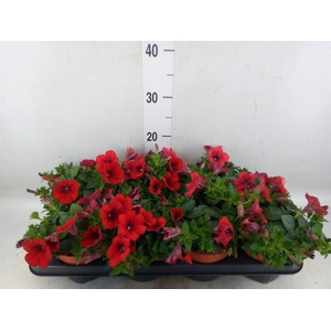 Petunia  'Famous Red'