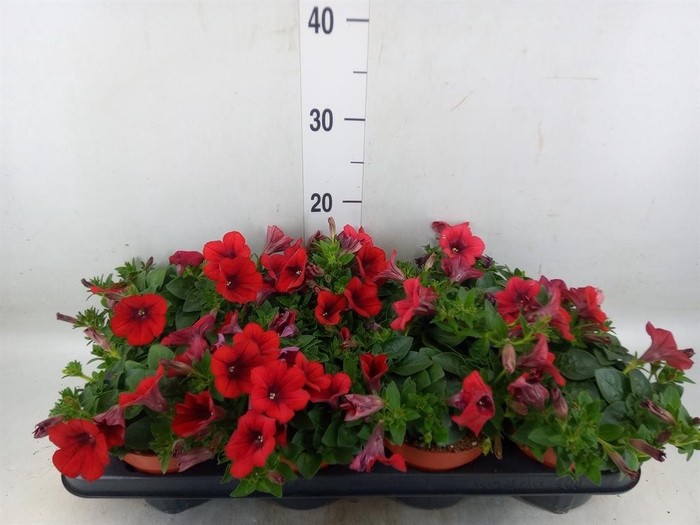 <h4>Petunia  'Famous Red'</h4>