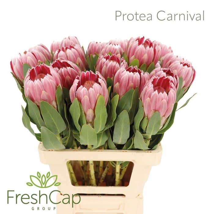 <h4>Protea  'Carnival'</h4>