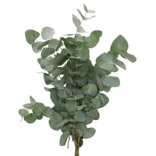 <h4>EUC. CINEREA AIR 300gr Tessa</h4>