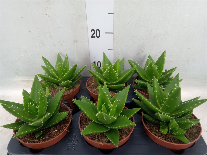 <h4>Aloe perfoliata</h4>