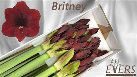 <h4>Hipp Ga Britney</h4>