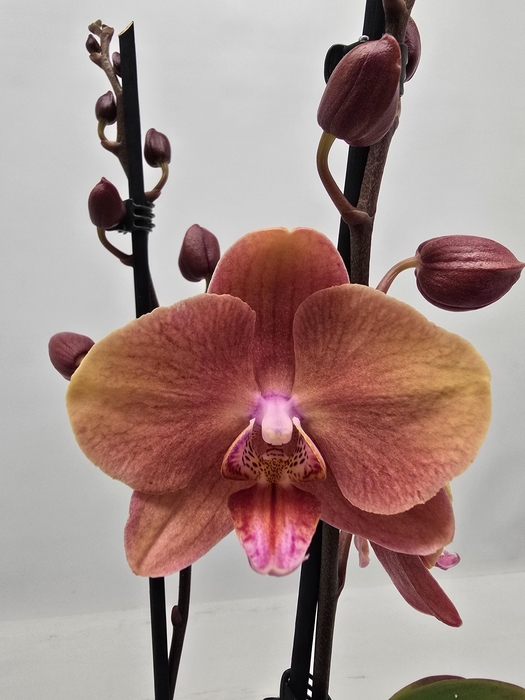 <h4>Limited 12 week 7</h4>