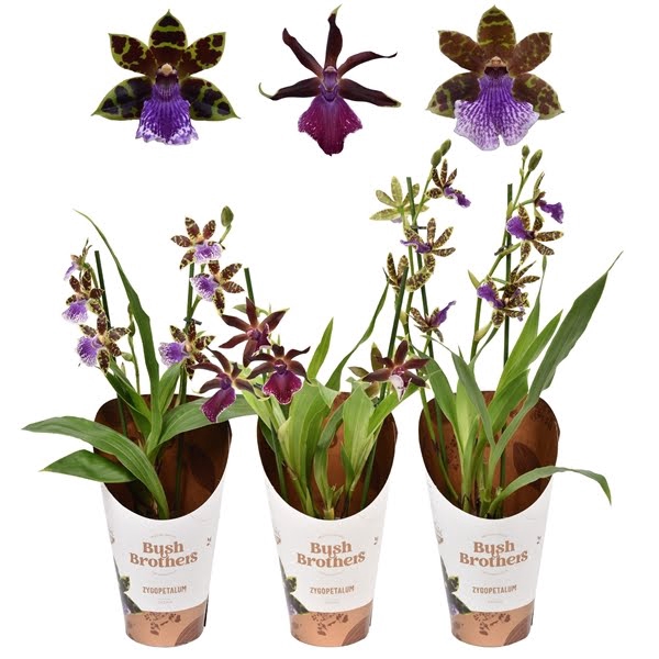 <h4>Zygopetalum 2 tak jong 12 cm</h4>