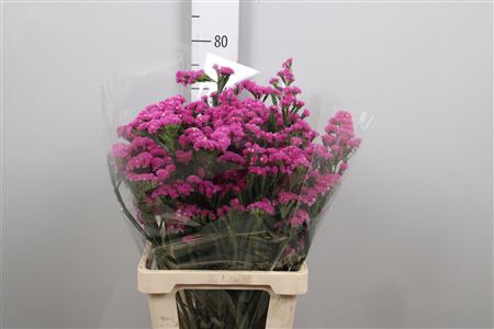 <h4>Lim S Raspberry Wings</h4>