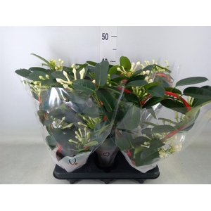 Stephanotis floribunda   ...