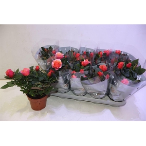 arr8 Ro Orange B Monde