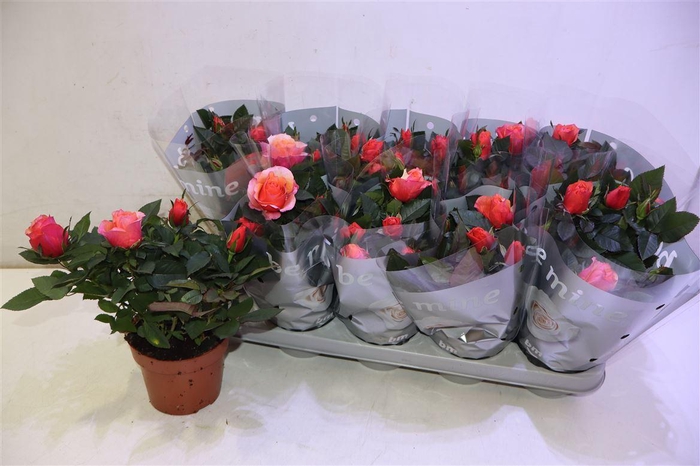 <h4>arr8 Ro Orange B Monde</h4>