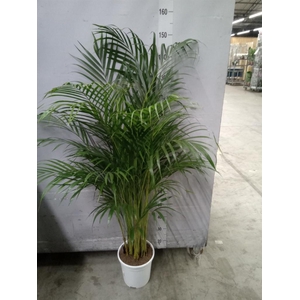 Dypsis lutescens   ...Chrysalidoca