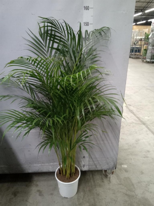 <h4>Dypsis lutescens   ...Chrysalidoca</h4>