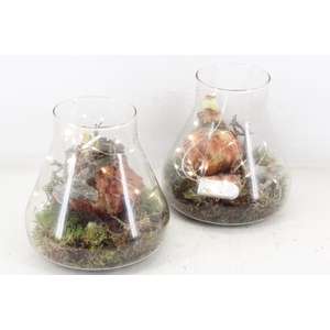 arr4 Amaryllis MB - Glas paris LED 285/6