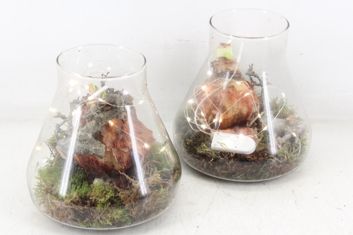 <h4>arr4 Amaryllis MB - Glas paris LED 285/6</h4>