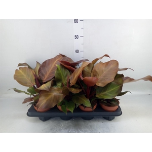 Philodendron  'Sunlight'