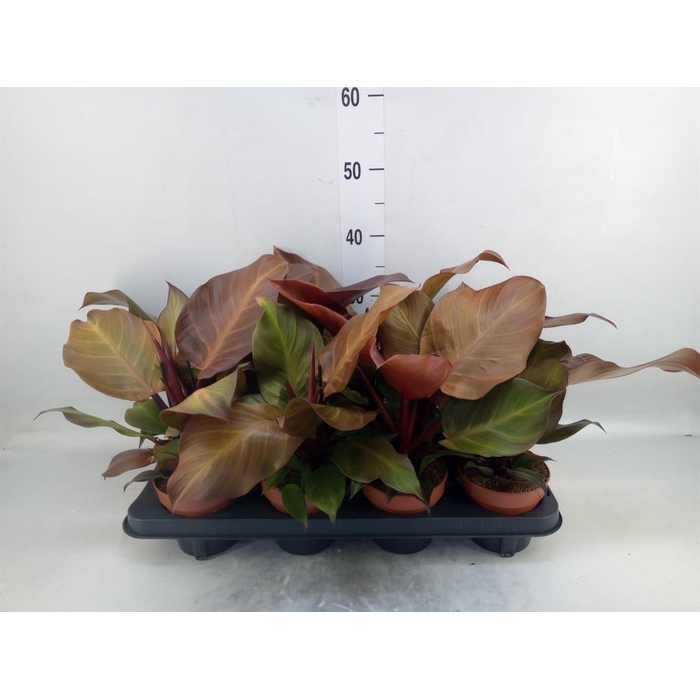 <h4>Philodendron  'Sunlight'</h4>