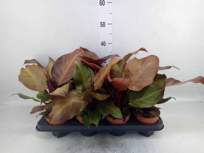 Philodendron  'Sunlight'