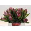Protea Pink Ice