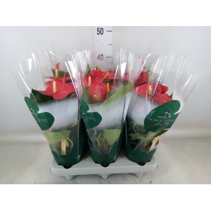 Anthurium andr. 'Aroha'