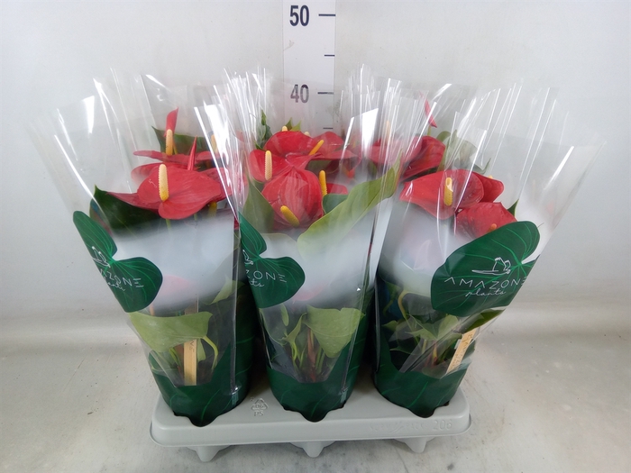 <h4>Anthurium andr. 'Aroha'</h4>