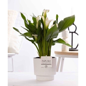 Zantedeschia white in P&PURE Ivy ceramics shiny white