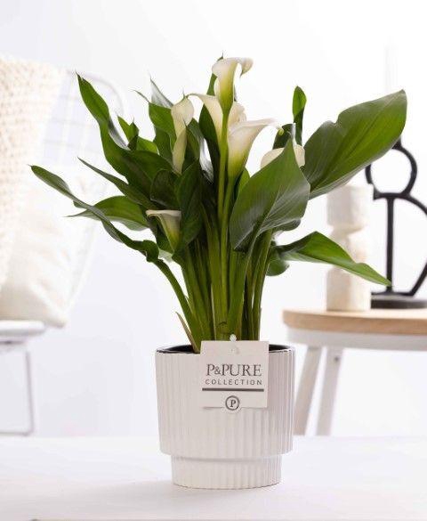 <h4>Zantedeschia white in P&PURE Ivy ceramics shiny white</h4>