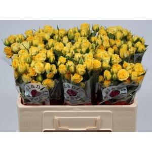 R TR GOLDEN BLOSSOMS