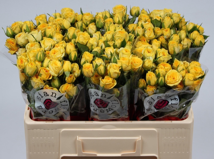 <h4>R TR GOLDEN BLOSSOMS</h4>