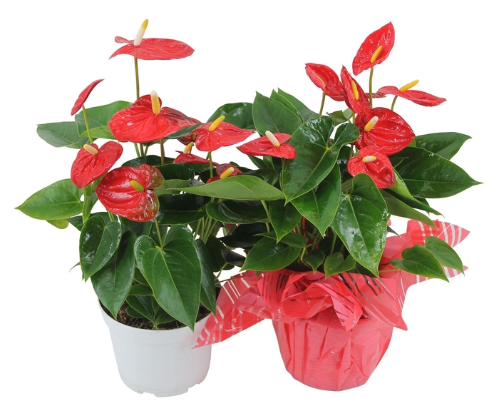 <h4>Anthurium XL.10 Mauii Red 14cm met rondello</h4>