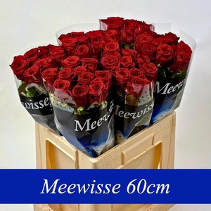 Rosa large red naomi!