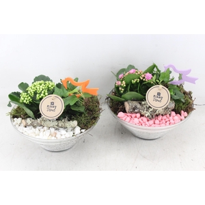 Arr2 Pl - Glas Ribbel Schaal X3 - Roze/wit