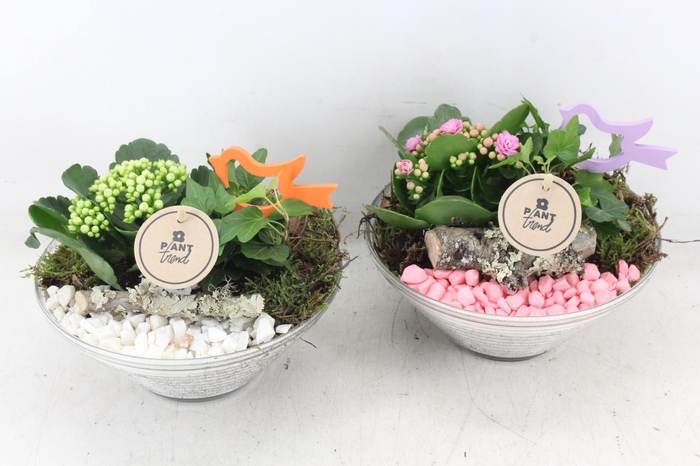 <h4>arr2 PL - Glas ribbel schaal x3 - roze/wit</h4>