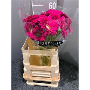 Ge Mi Vivian Rosa/viola