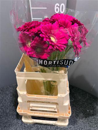 Ge Mi Vivian Rosa/viola