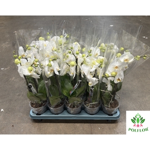 Phalaenopsis Grand Dessert 12Ø 40cm 3 tak