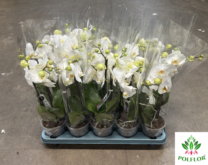 Phalaenopsis Grand Dessert 12Ø 40cm 3 tak