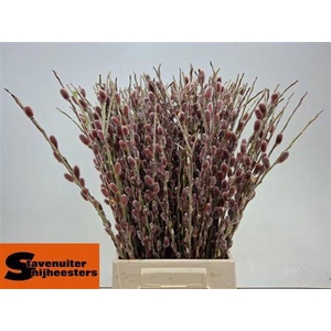 Salix G Red Cushion