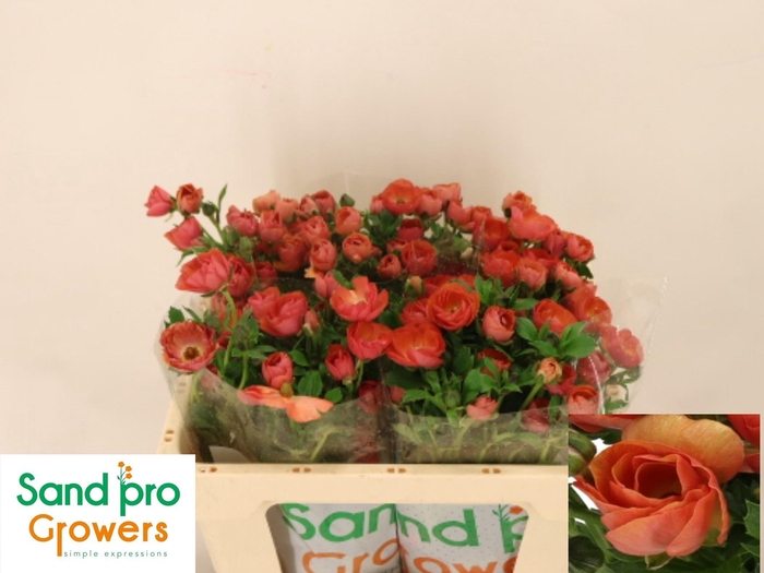 <h4>RAN CO MAG SALMOUSSE</h4>