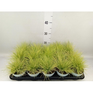 Festuca glauca 'Amigold'