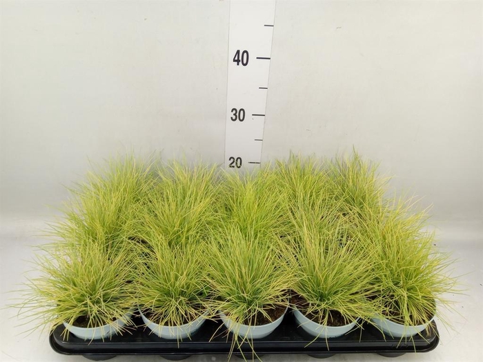 <h4>Festuca glauca 'Amigold'</h4>