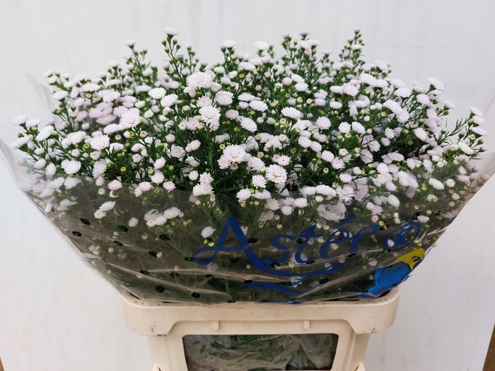 <h4>Aster White Gypsy</h4>