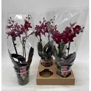 PHAL OV